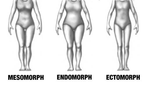 mesomorph, endomorph, ectomorph