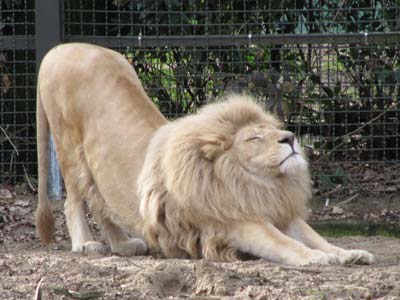 Lion stretching, relaxing muscle